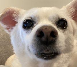 Close up of white Chihuahua