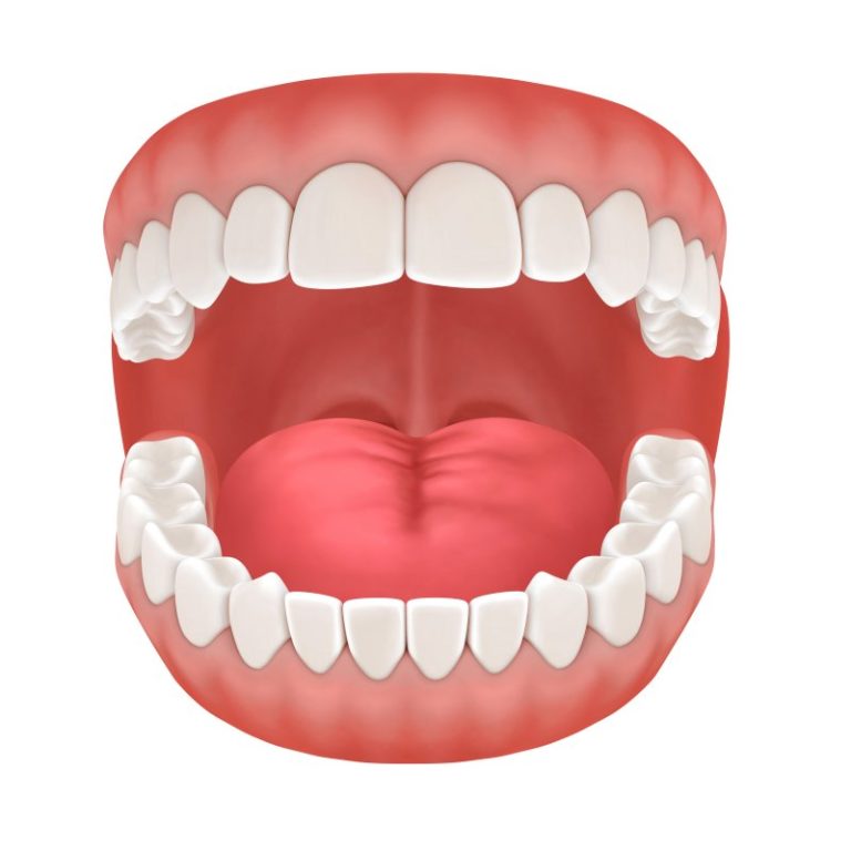 How Understanding the Parts of the Mouth Helps Oral Care | Dr. Peter Kics